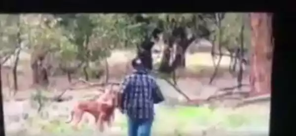 Video: This Kangaroo found the home of the man who punched it because of his dog